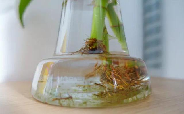 绿萝烂根怎么补救，绿萝烂根了怎么办不用浇水（用1个小药片、2种水来养）