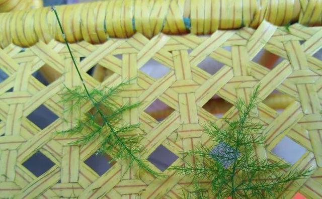 绿萝烂根怎么补救，绿萝烂根了怎么办不用浇水（用1个小药片、2种水来养）