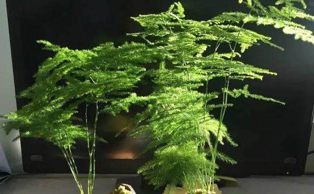 绿萝烂根怎么补救，绿萝烂根了怎么办不用浇水（用1个小药片、2种水来养）