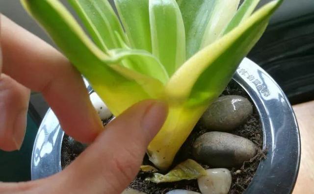 绿萝烂根怎么补救，绿萝烂根了怎么办不用浇水（用1个小药片、2种水来养）