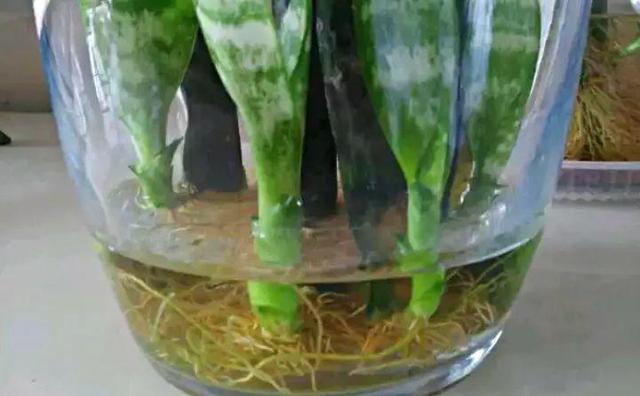 绿萝烂根怎么补救，绿萝烂根了怎么办不用浇水（用1个小药片、2种水来养）