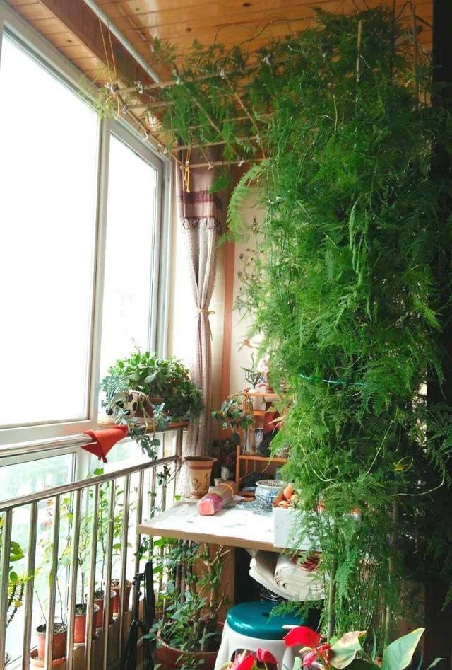 绿萝烂根怎么补救，绿萝烂根了怎么办不用浇水（用1个小药片、2种水来养）