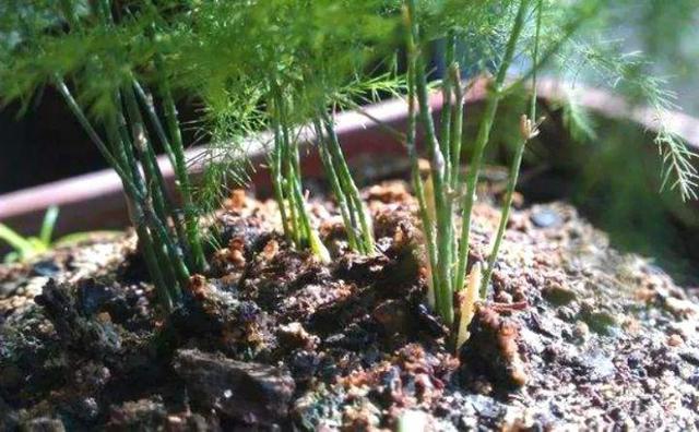 绿萝烂根怎么补救，绿萝烂根了怎么办不用浇水（用1个小药片、2种水来养）