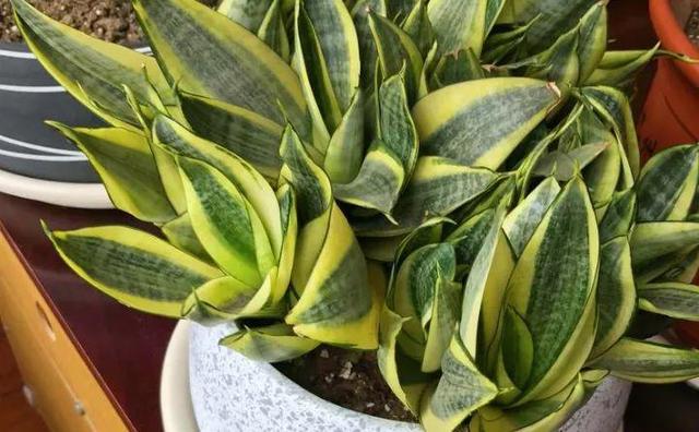 绿萝烂根怎么补救，绿萝烂根了怎么办不用浇水（用1个小药片、2种水来养）