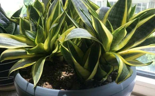 绿萝烂根怎么补救，绿萝烂根了怎么办不用浇水（用1个小药片、2种水来养）