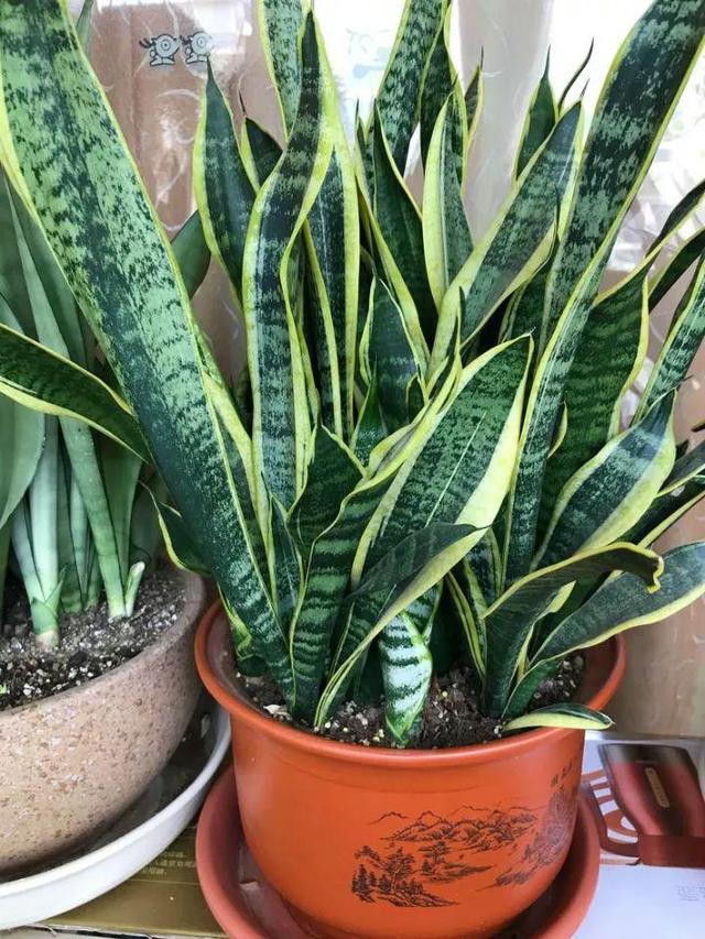 绿萝烂根怎么补救，绿萝烂根了怎么办不用浇水（用1个小药片、2种水来养）