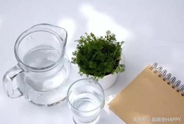 天竺鼠吃什么，天竺鼠吃什么主食（你家的仓鼠喂对了吗）