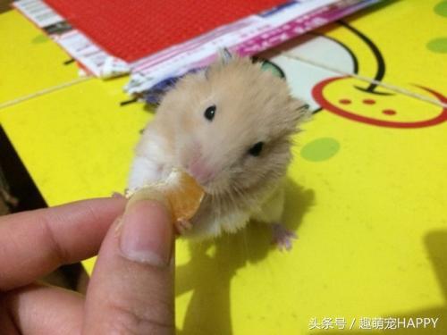 天竺鼠吃什么，天竺鼠吃什么主食（你家的仓鼠喂对了吗）