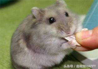 天竺鼠吃什么，天竺鼠吃什么主食（你家的仓鼠喂对了吗）