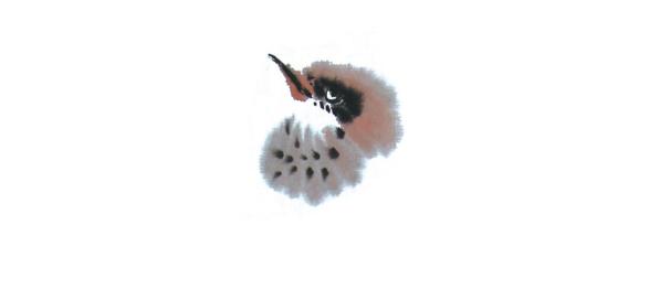 小鸭怎样画才好看，山雀、喜鹊、小鸡、鸭子的画法