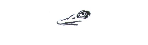 小鸭怎样画才好看，山雀、喜鹊、小鸡、鸭子的画法
