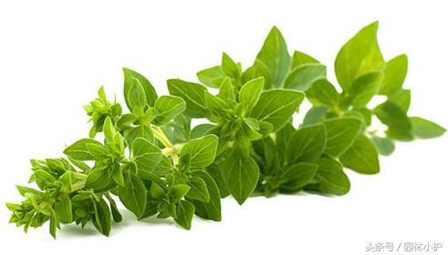 占尼玛个死人头啊占有欲.恶不恶心啊.  莳萝.，微信头像，占尼玛个死人头啊占有欲.恶不恶心啊.  莳萝.（这3种香草好看又美味）