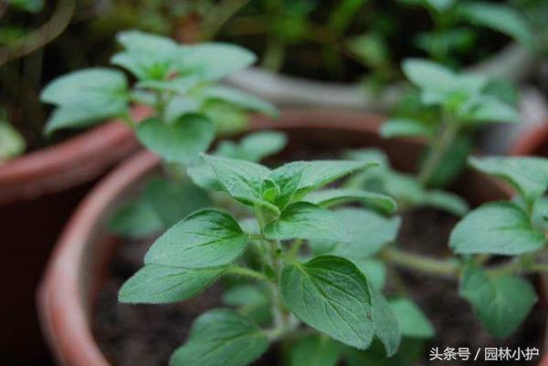 占尼玛个死人头啊占有欲.恶不恶心啊.  莳萝.，微信头像，占尼玛个死人头啊占有欲.恶不恶心啊.  莳萝.（这3种香草好看又美味）