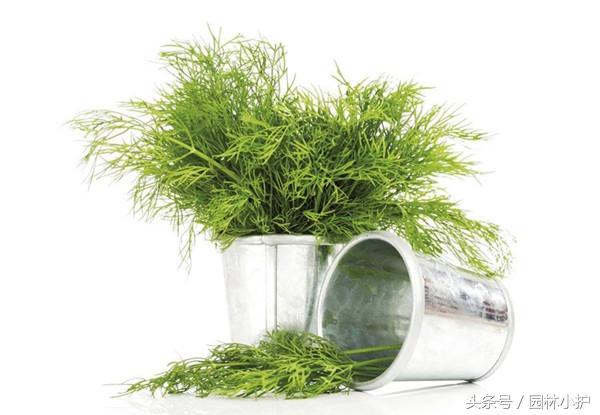 占尼玛个死人头啊占有欲.恶不恶心啊.  莳萝.，微信头像，占尼玛个死人头啊占有欲.恶不恶心啊.  莳萝.（这3种香草好看又美味）