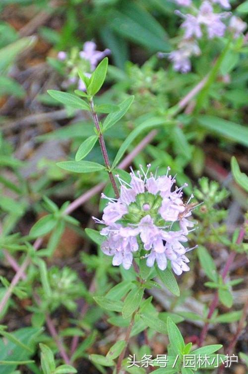 占尼玛个死人头啊占有欲.恶不恶心啊.  莳萝.，微信头像，占尼玛个死人头啊占有欲.恶不恶心啊.  莳萝.（这3种香草好看又美味）