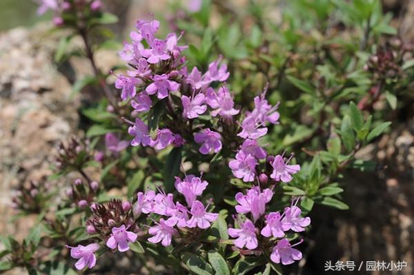 占尼玛个死人头啊占有欲.恶不恶心啊.  莳萝.，微信头像，占尼玛个死人头啊占有欲.恶不恶心啊.  莳萝.（这3种香草好看又美味）
