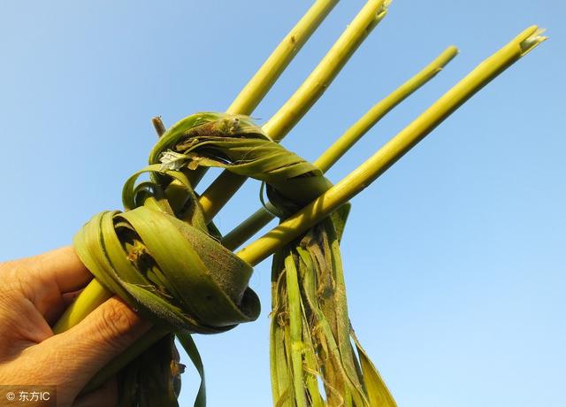 苎麻它有什么用途，原来还有这么多的大用处
