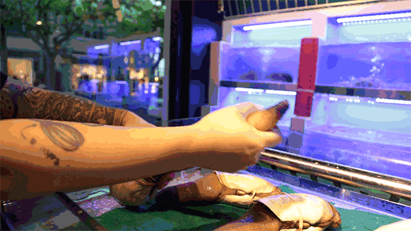 鹊鸲飞来了有什么寓意，喜鹊飞身上来象征着什么（魔都首家“点心火锅”开业）