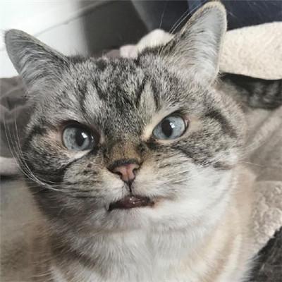 可爱猫猫头像微信，可爱猫猫头像（微信动物头像小猫咪可爱超萌）