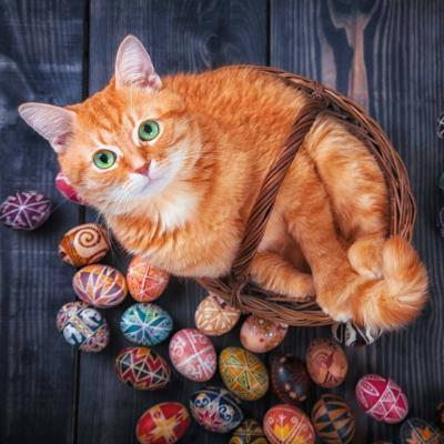 可爱猫猫头像微信，可爱猫猫头像（微信动物头像小猫咪可爱超萌）