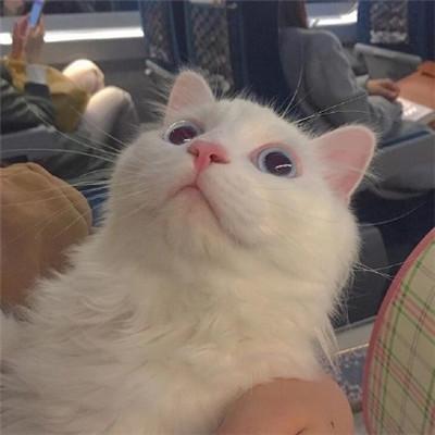可爱猫猫头像微信，可爱猫猫头像（微信动物头像小猫咪可爱超萌）