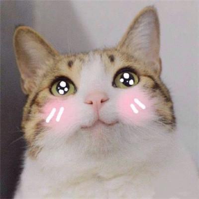 可爱猫猫头像微信，可爱猫猫头像（微信动物头像小猫咪可爱超萌）