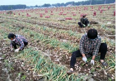 大蒜行情预测分析，明年市场情况依然不容乐观