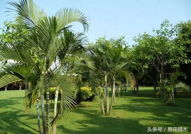 凤尾竹图片，袖珍椰子、散尾葵、蒲葵、棕竹、凤尾竹的区别辨识