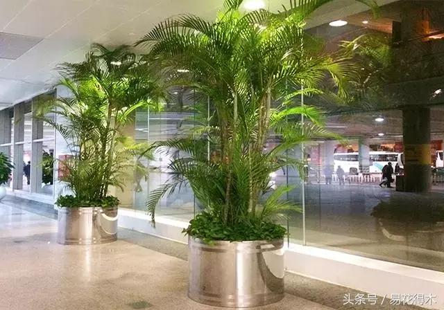 凤尾竹图片，袖珍椰子、散尾葵、蒲葵、棕竹、凤尾竹的区别辨识