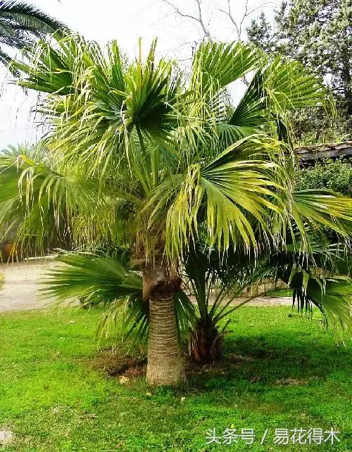 凤尾竹图片，袖珍椰子、散尾葵、蒲葵、棕竹、凤尾竹的区别辨识