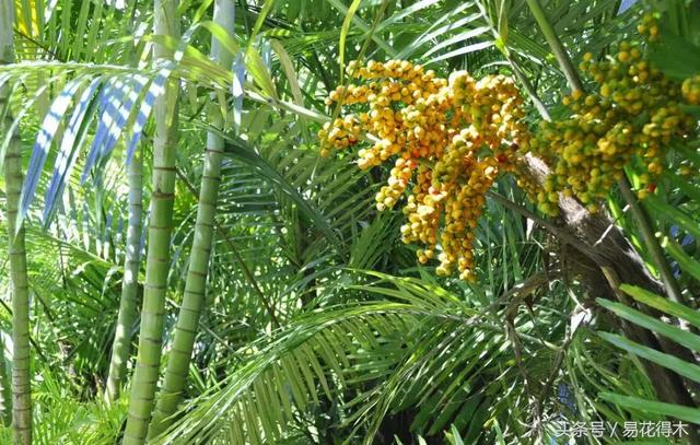 凤尾竹图片，袖珍椰子、散尾葵、蒲葵、棕竹、凤尾竹的区别辨识