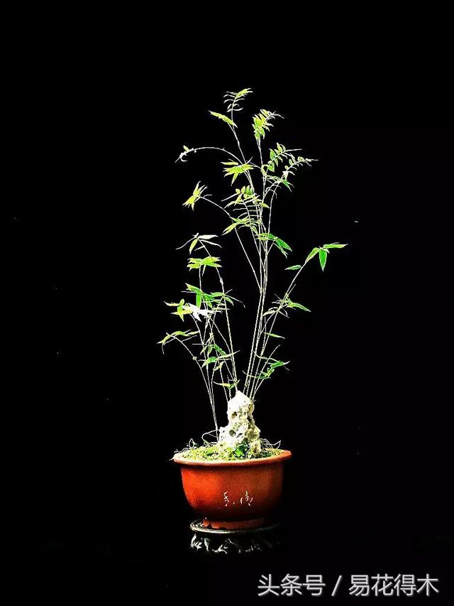 凤尾竹图片，袖珍椰子、散尾葵、蒲葵、棕竹、凤尾竹的区别辨识