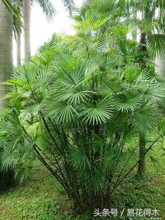 凤尾竹图片，袖珍椰子、散尾葵、蒲葵、棕竹、凤尾竹的区别辨识