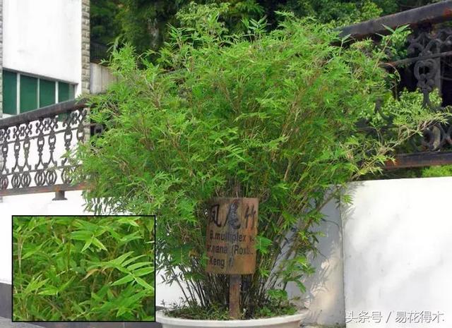 凤尾竹图片，袖珍椰子、散尾葵、蒲葵、棕竹、凤尾竹的区别辨识