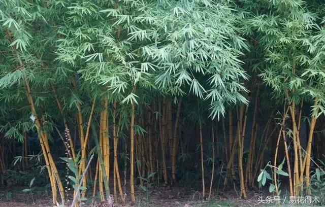 凤尾竹图片，袖珍椰子、散尾葵、蒲葵、棕竹、凤尾竹的区别辨识