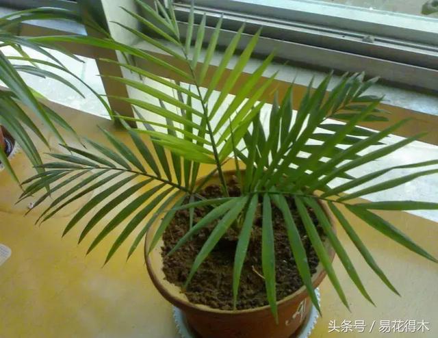 凤尾竹图片，袖珍椰子、散尾葵、蒲葵、棕竹、凤尾竹的区别辨识