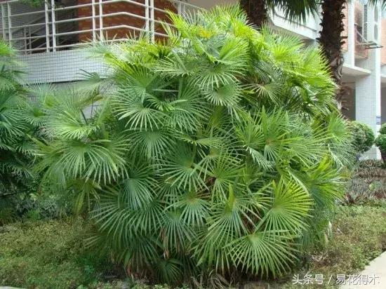 凤尾竹图片，袖珍椰子、散尾葵、蒲葵、棕竹、凤尾竹的区别辨识