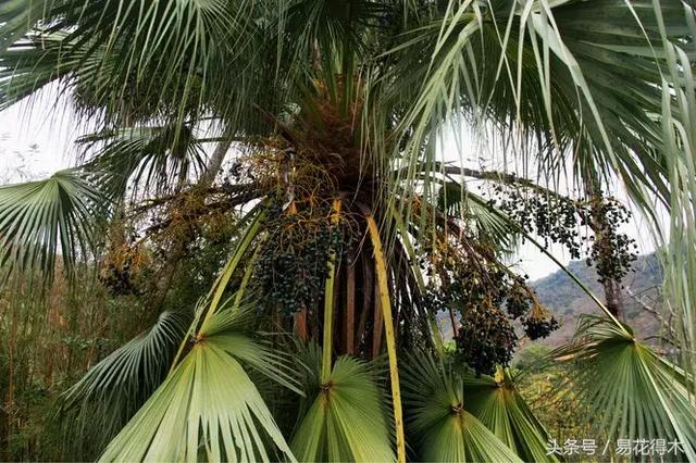 凤尾竹图片，袖珍椰子、散尾葵、蒲葵、棕竹、凤尾竹的区别辨识