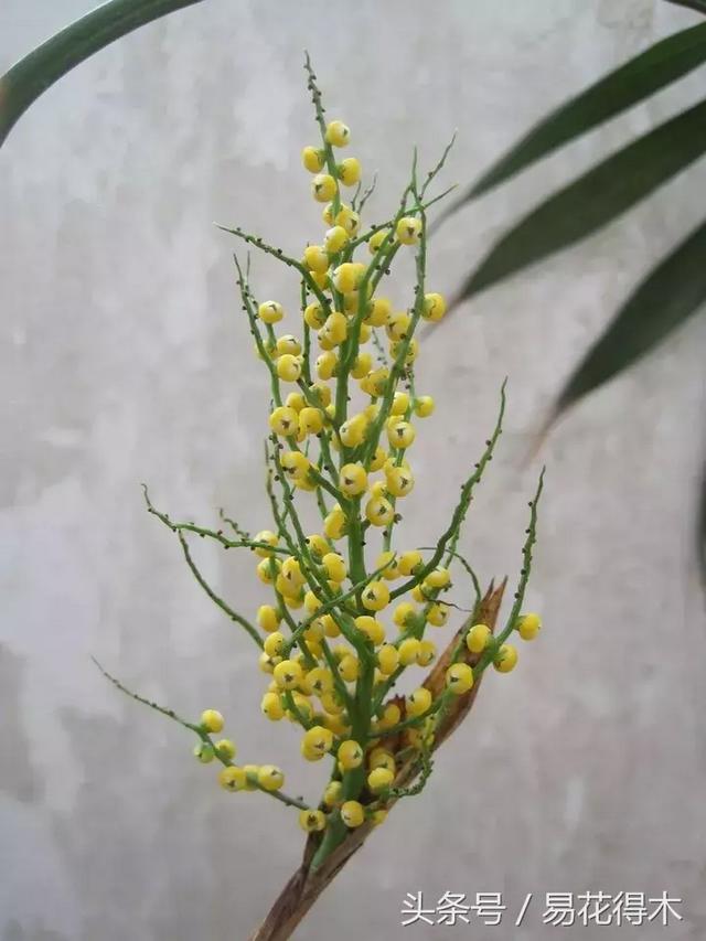 凤尾竹图片，袖珍椰子、散尾葵、蒲葵、棕竹、凤尾竹的区别辨识