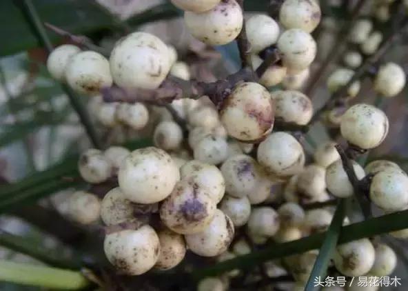 凤尾竹图片，袖珍椰子、散尾葵、蒲葵、棕竹、凤尾竹的区别辨识