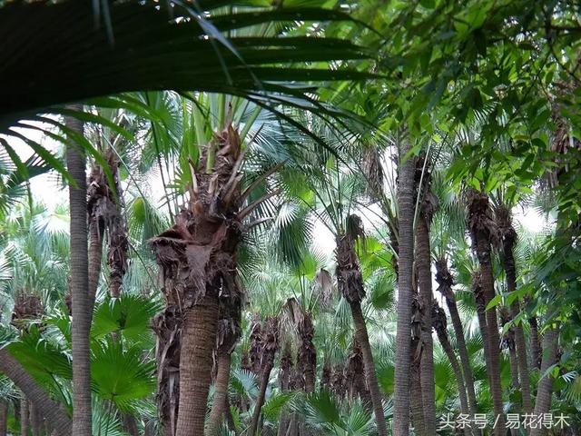 凤尾竹图片，袖珍椰子、散尾葵、蒲葵、棕竹、凤尾竹的区别辨识