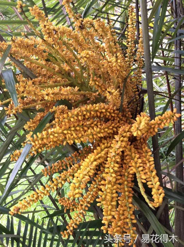 凤尾竹图片，袖珍椰子、散尾葵、蒲葵、棕竹、凤尾竹的区别辨识