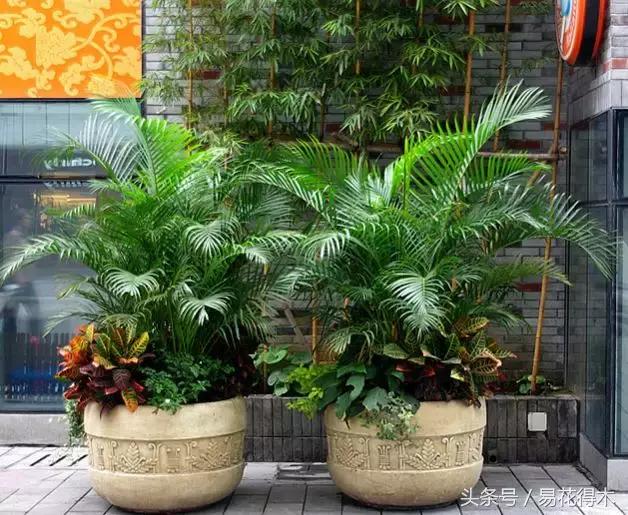 凤尾竹图片，袖珍椰子、散尾葵、蒲葵、棕竹、凤尾竹的区别辨识