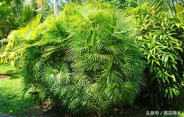 凤尾竹图片，袖珍椰子、散尾葵、蒲葵、棕竹、凤尾竹的区别辨识