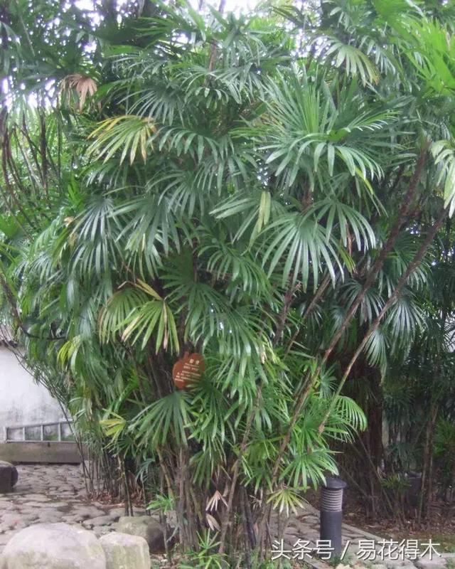 凤尾竹图片，袖珍椰子、散尾葵、蒲葵、棕竹、凤尾竹的区别辨识
