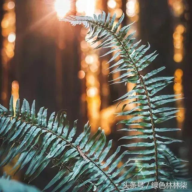 高山羊齿花语和寓意是什么，高山羊齿（看了她的蕨，清凉skr）