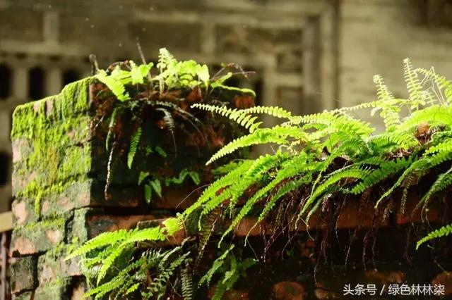 高山羊齿花语和寓意是什么，高山羊齿（看了她的蕨，清凉skr）