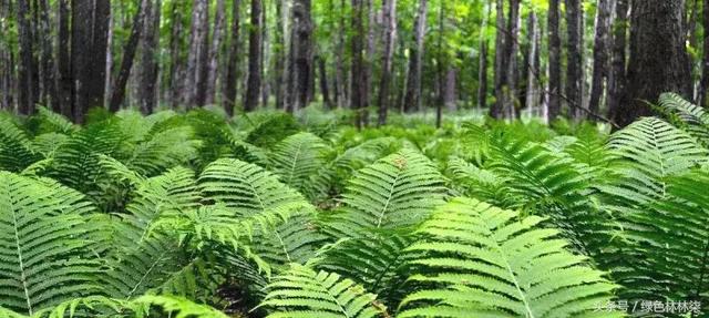 高山羊齿花语和寓意是什么，高山羊齿（看了她的蕨，清凉skr）