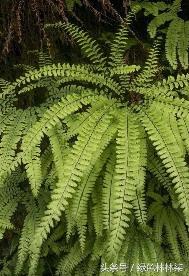 高山羊齿花语和寓意是什么，高山羊齿（看了她的蕨，清凉skr）
