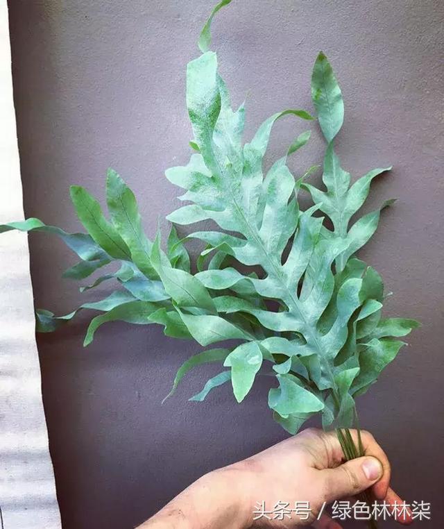 高山羊齿花语和寓意是什么，高山羊齿（看了她的蕨，清凉skr）